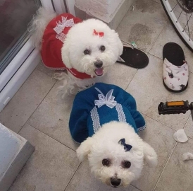 Hotel i vrtić za pse "Boni", Pančevo