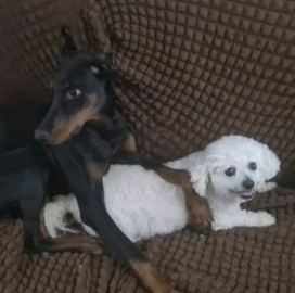 Hotel i vrtić za pse "Boni", Pančevo